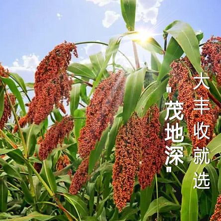 企業(yè)簡(jiǎn)介